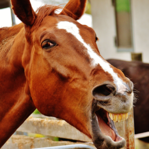 laughing funny horse