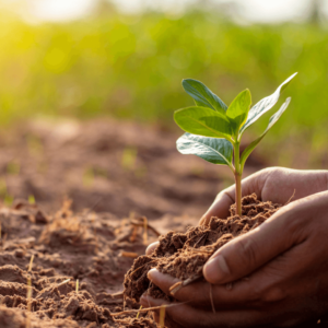 plant vaccine in post